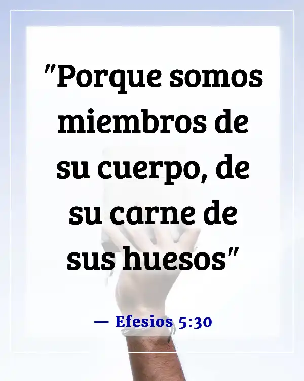 Versículo de la Biblia sobre las partes del cuerpo trabajando juntas (Efesios 5:30)