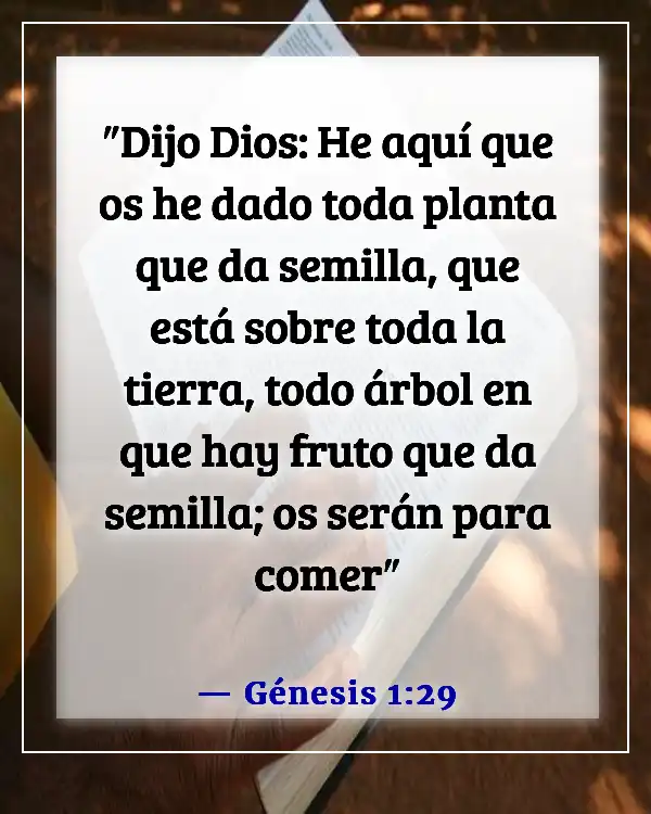 Versículo de la Biblia sobre bendiciones alimenticias (Génesis 1:29)