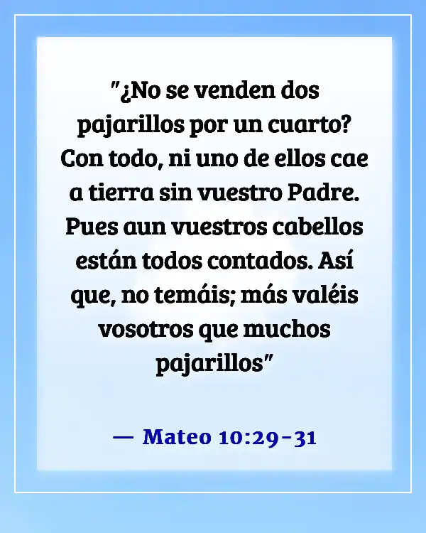 Dios tiene el control versículos bíblicos (Mateo 10:29-31)