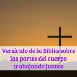 Versículo de la Biblia sobre las partes del cuerpo trabajando juntas