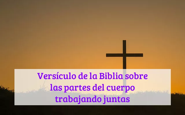 Versículo de la Biblia sobre las partes del cuerpo trabajando juntas